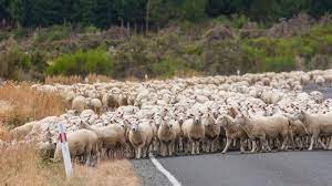 Apakah domba yang liar dipatahkan kakinya oleh gembala israel? Perumpamaan Tentang Domba Yang Hilang Apakah Arti Itu Sesungguhnya Tribun Manado