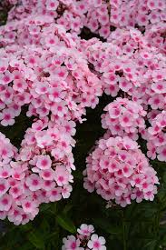 Image result for tall phlox