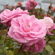 27 most beautiful pink roses varieties