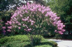 Choosing The Right Crape Myrtle For Your Landscape Hgtv