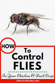 get rid of flies in your en coop