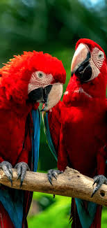 red and green macaw phone wallpaper