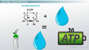 Types Of Cellular Respiration