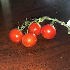 calories in cherry tomato 1