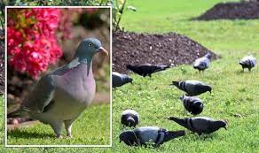 How To Deter Pigeons Four Ways To Stop