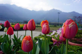 tulip festival in srinagar 2023 dates