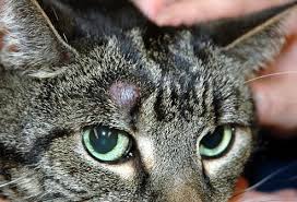 They don't spread around the body. Pictures Of Skin Problems In Cats