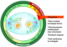 the cell cycle mitosis meiosis