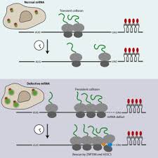 live cell imaging reveals kinetic