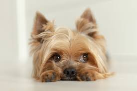 small dog breeds smallest dog breeds