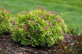 how to plant and grow spirea