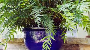 Best Pot Plants For Sun And Shade