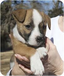 Here is a picture of my st. St Bernard Pitbull Mix Puppies Online