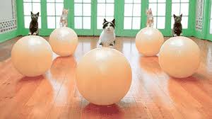 Image result for workout animals