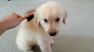 Golden retriever puppies!!!akc health guarantee, puppies now ready to join their new forever homes contacts (telegabija@gmail.com) whatsapp us directly at +49 176 94919504. Sweet 8 Week Old English Cream Golden Retriever Puppy Enjoying Being Brushed Youtube
