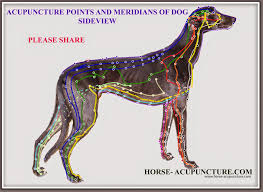 Canine Acupuncture And Acupressure Articles For Training Course