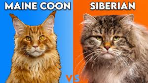 maine cat vs siberian cat how to