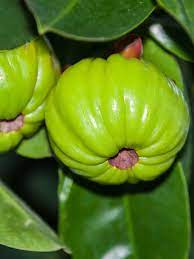 It has been used as a way to lose weight naturally and for exercise performance enhancement, but you should be aware of garcinia cambogia side effects. Malabar Tamarind Tree Garcinia Cambogia Urban Tropicals