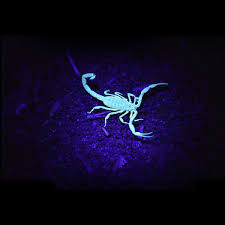 Xanes 51 Led Uv Scorpion Detector Hunter Finder Ultra Violet Blacklight Flashlight Alexnld Com