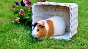 free range pets can guinea pigs live