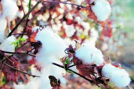 Lower Output Price Rise To Hit Cotton Yarn Margins The