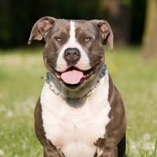 Officially they are retired from the combating circuit and thankfully, these most misunderstood canines were assigned new responsibilities by genuine. Staffordshire Bull Terrier Grooming Bathing And Care Espree