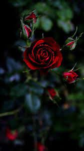 mobile red rose flowers wallpapers