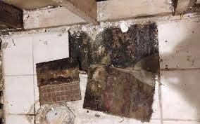 For Mold After Water Damage