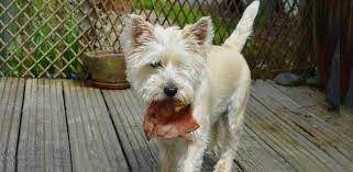 How often can you give a dog a pig's ear? Are Pig Ears Good For Dogs Pros Cons Daily Dog Stuff