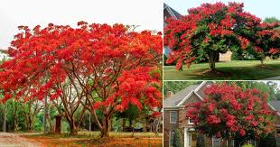 21 Stunning Trees With Red Flowers