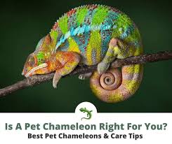chameleons make great pets