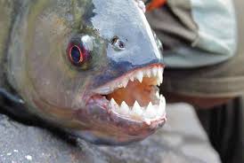 8 fish with teeth you don t want to lip