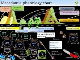 Macadamia Phenology Chart Vegetative Growth Commence