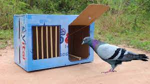 bird trap using vital cardboard box