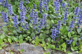 bugle ajuga reptans 20 seeds