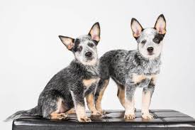 Here you will find the greatest selection of akc puppies for sale along with specialty and hybrid breeds. Australian Cattle Dog Cost Puppy Adult With Calculator Petbudget Pet Costs Saving Tips