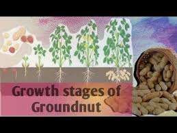growth ses of groundnut arachis