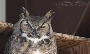 Great Horned Owl At Nest Box Human