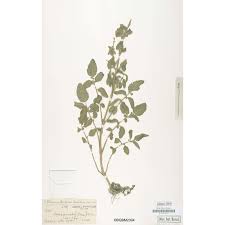 Salvia pinnata L. | Anthosart