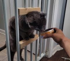 Diy Make A Cat Door In A Safety Gate