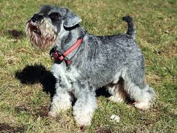 The standard, the giant, and the miniature. Miniature Schnauzer Puppies And Dogs For Sale Near You