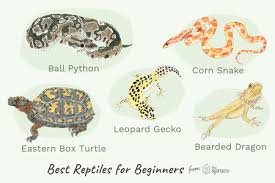 Exotic birds, fish, snakes and more. An Overview Of Pet Reptiles For Beginners