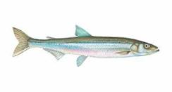Are smelt freshwater or saltwater fish?