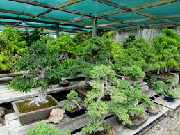 yamaguchi bonsai nursery