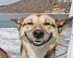 Image result for excited dog
