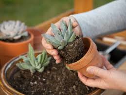 Learn About Growing Succulent Plants