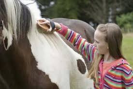 how to make horse detangler pets on