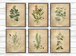 Wall Art Botanical Poster Herb Poster