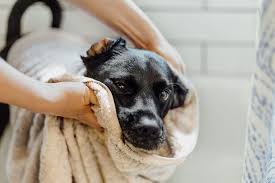 how often you should be washing your dog