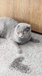cat smell out of carpet clean